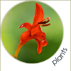 Nigel Bean garden services